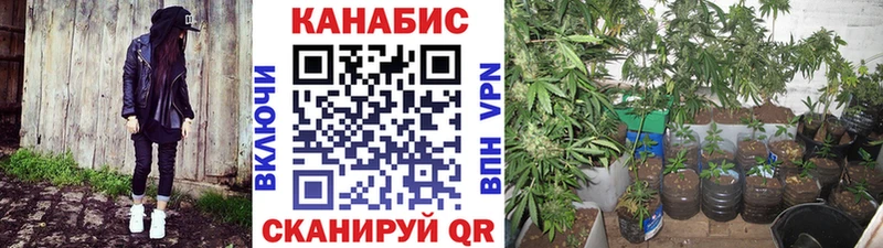 Канабис OG Kush  Новоузенск 